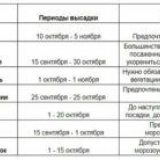 Výsadba jabloně na podzim: průvodce krok za krokem